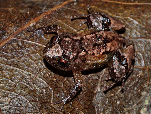 Nyctibatrachus beddomii